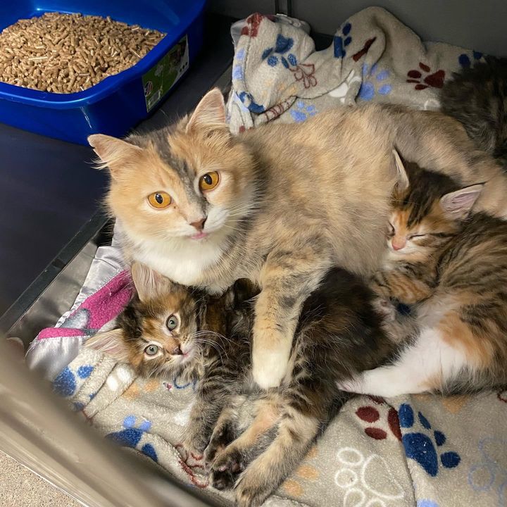 cuddles, cute kittens, cat mom