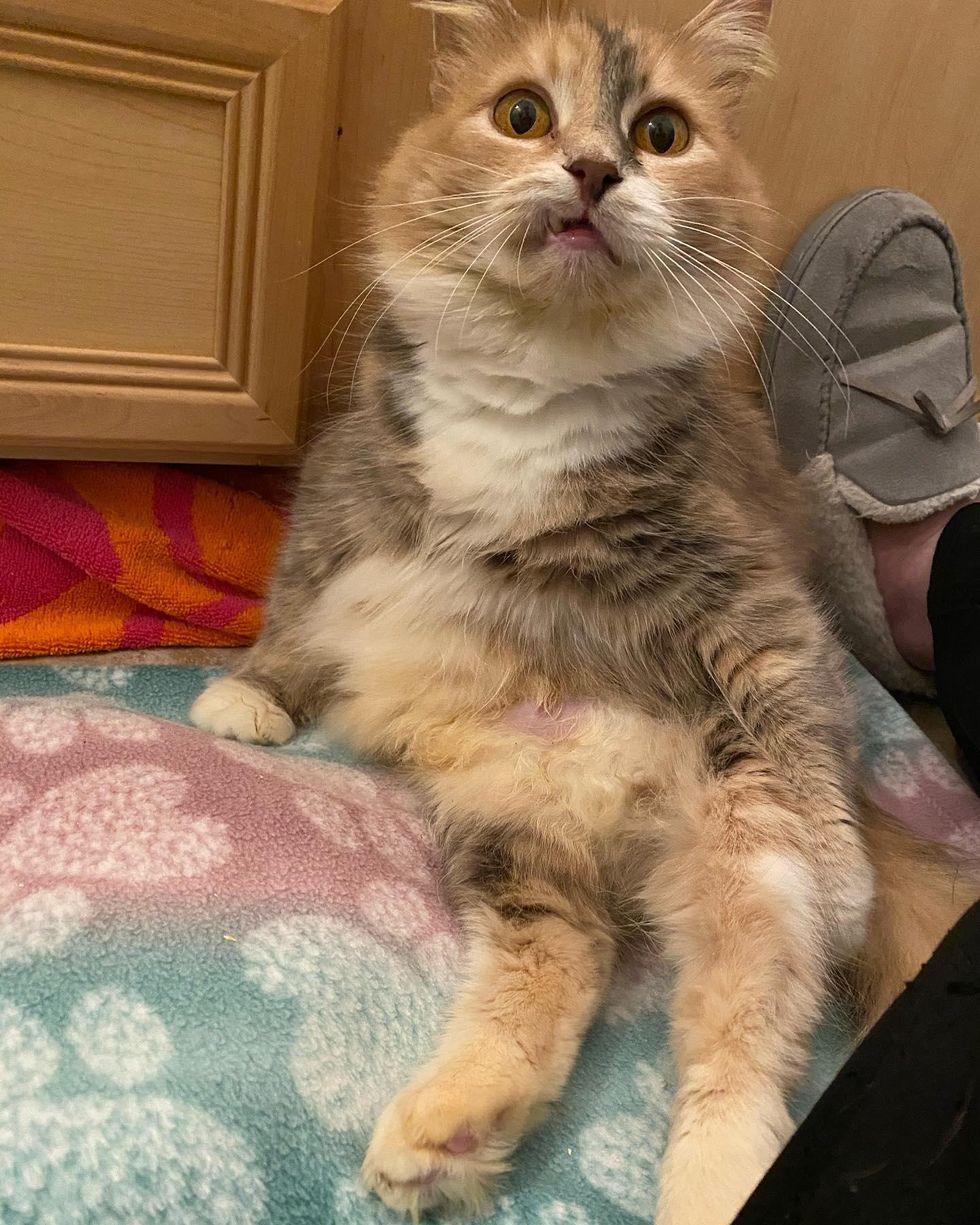 sitting cat, snaggletooth