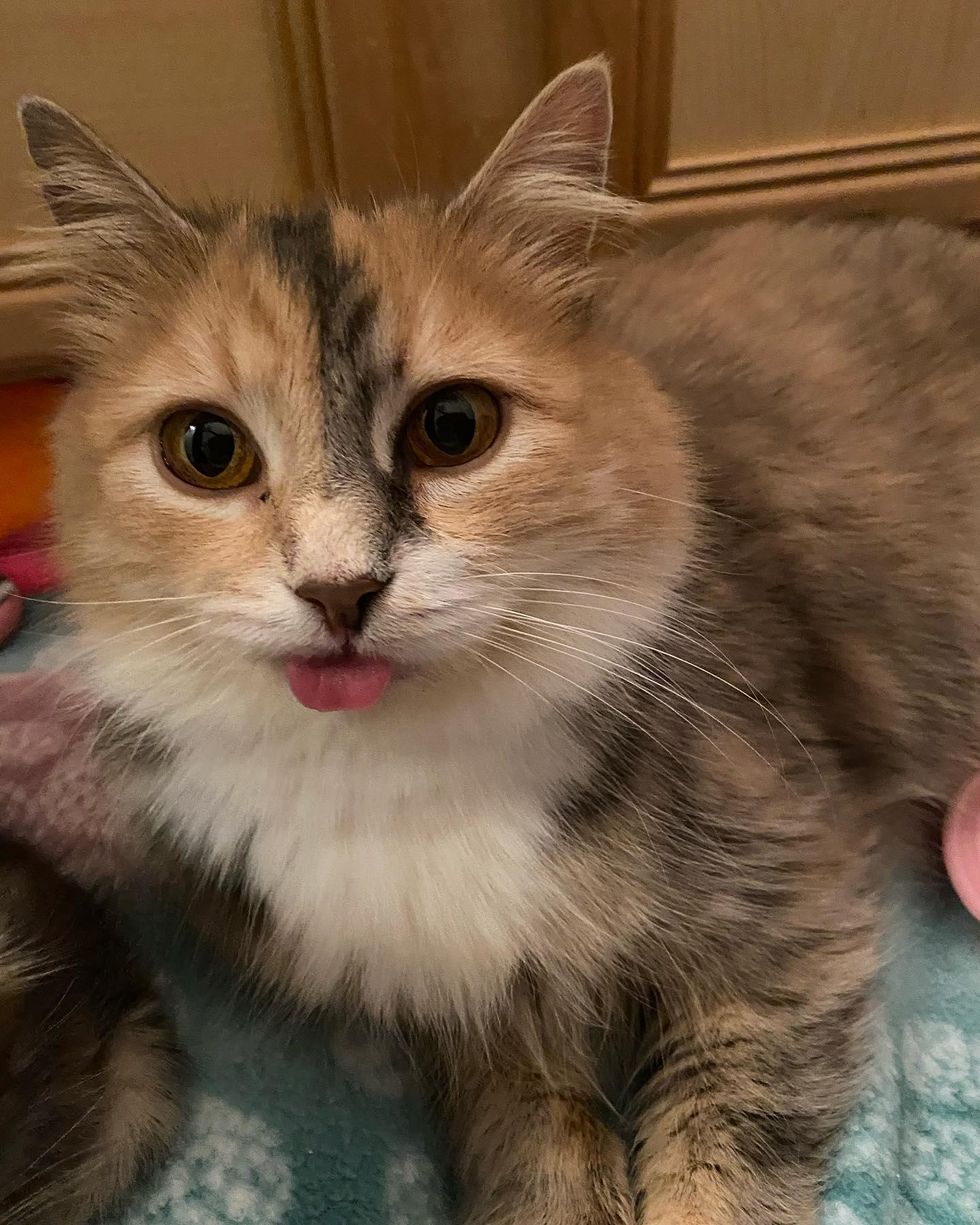 blep, cute cat