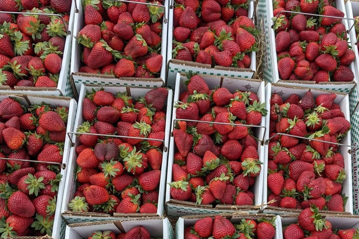 5 places to pick-your-own berries near Austin this season