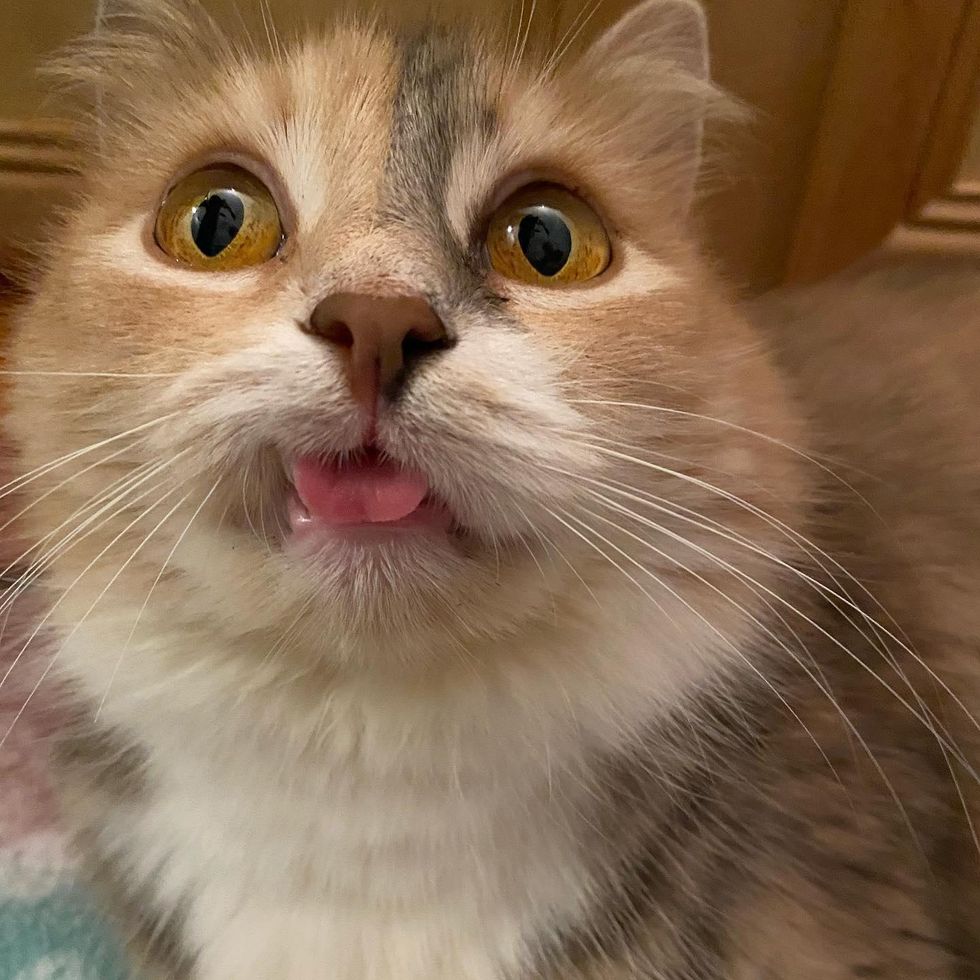 cute cat, blep, cat tongue
