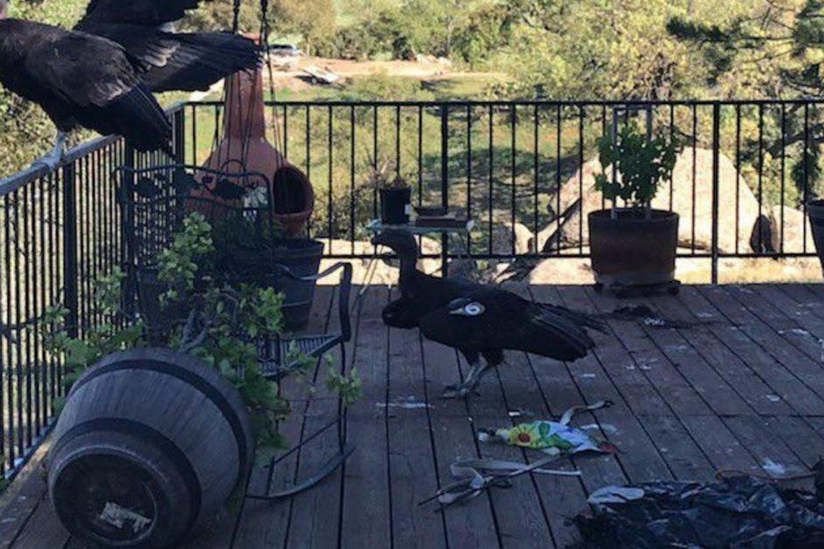 Group of endangered California condors wreak total havoc on a woman's porch