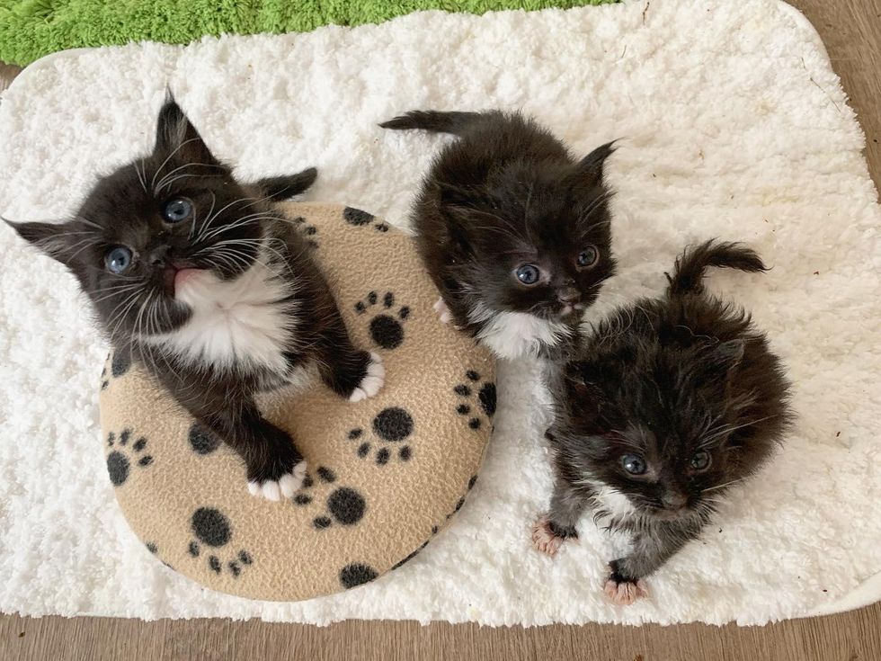 cute kittens, tuxedos