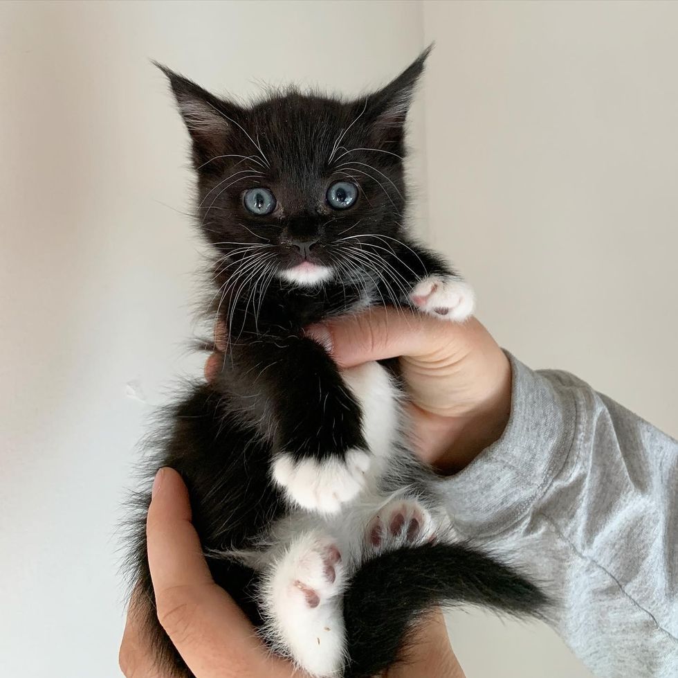 cute cat, tuxedo kitten