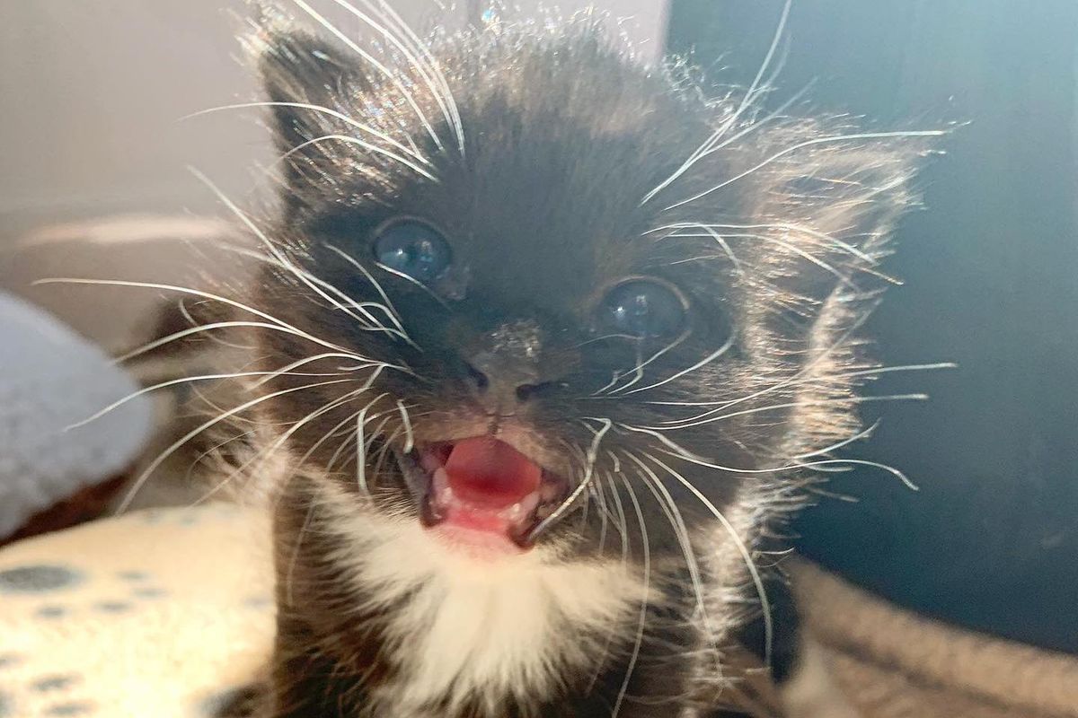 Kitten with So Much Sass Trills Her Way into Hearts of Family