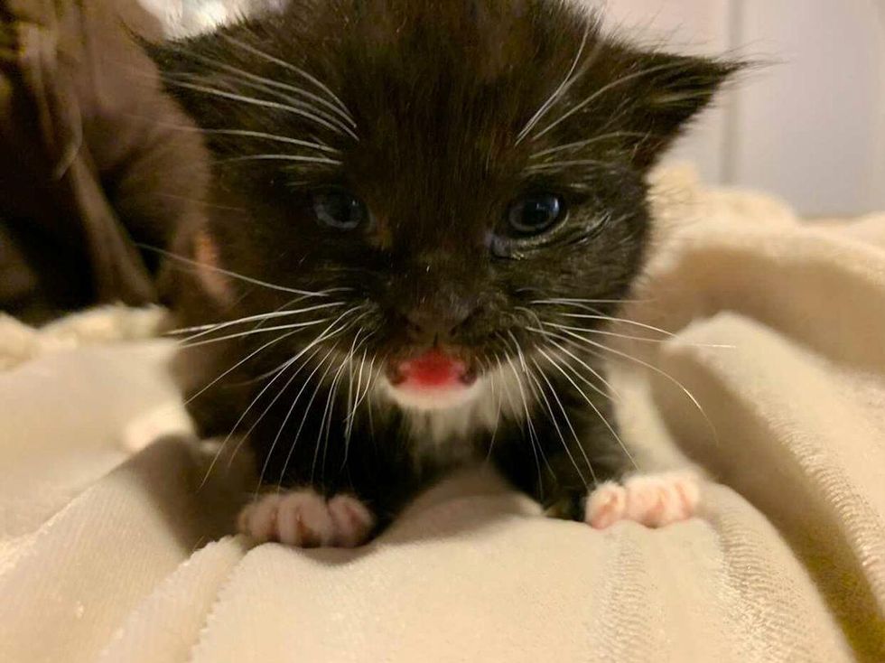 tuxedo kitten, talkative