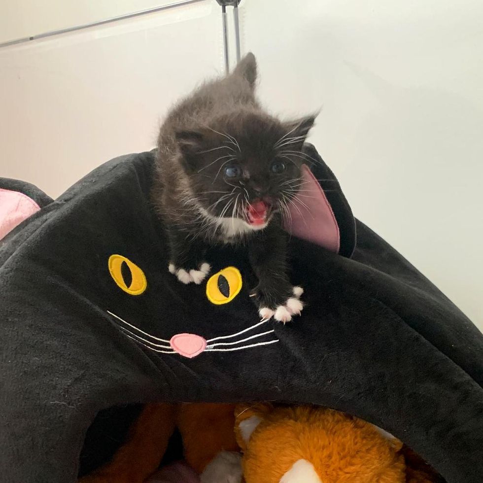 tiny kitten, tuxedo, meow