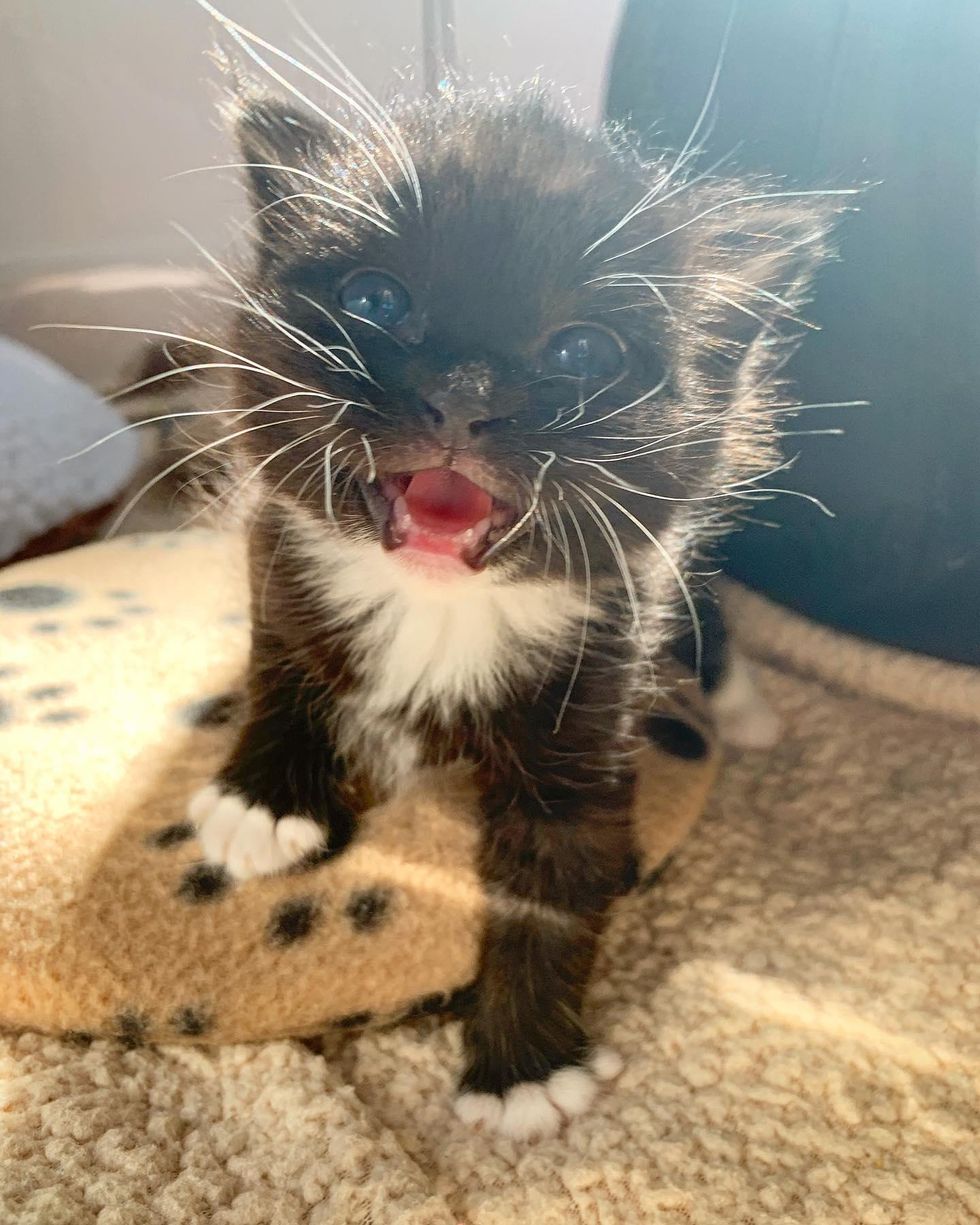 tuxedo kitten, mittens, cute