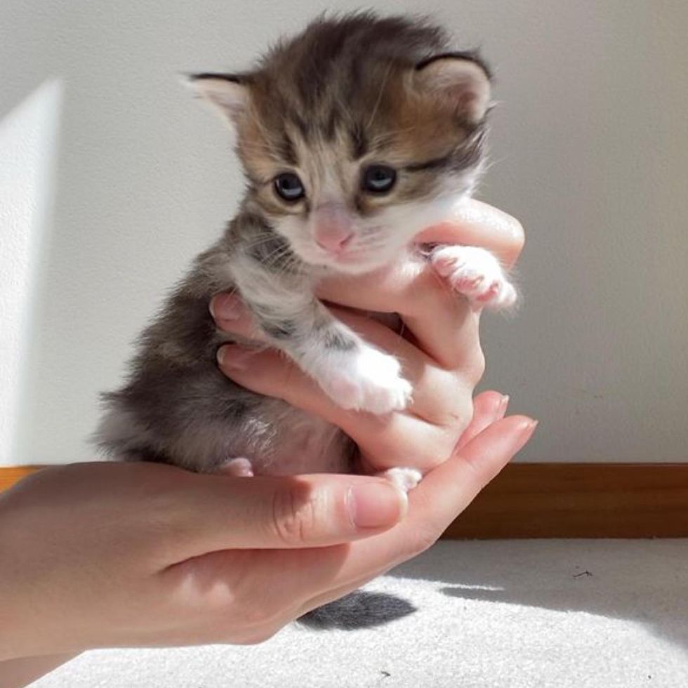 palm-sized, cute kitten