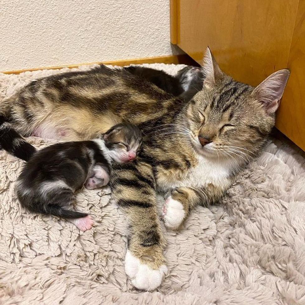 kitten, cute, cat mom