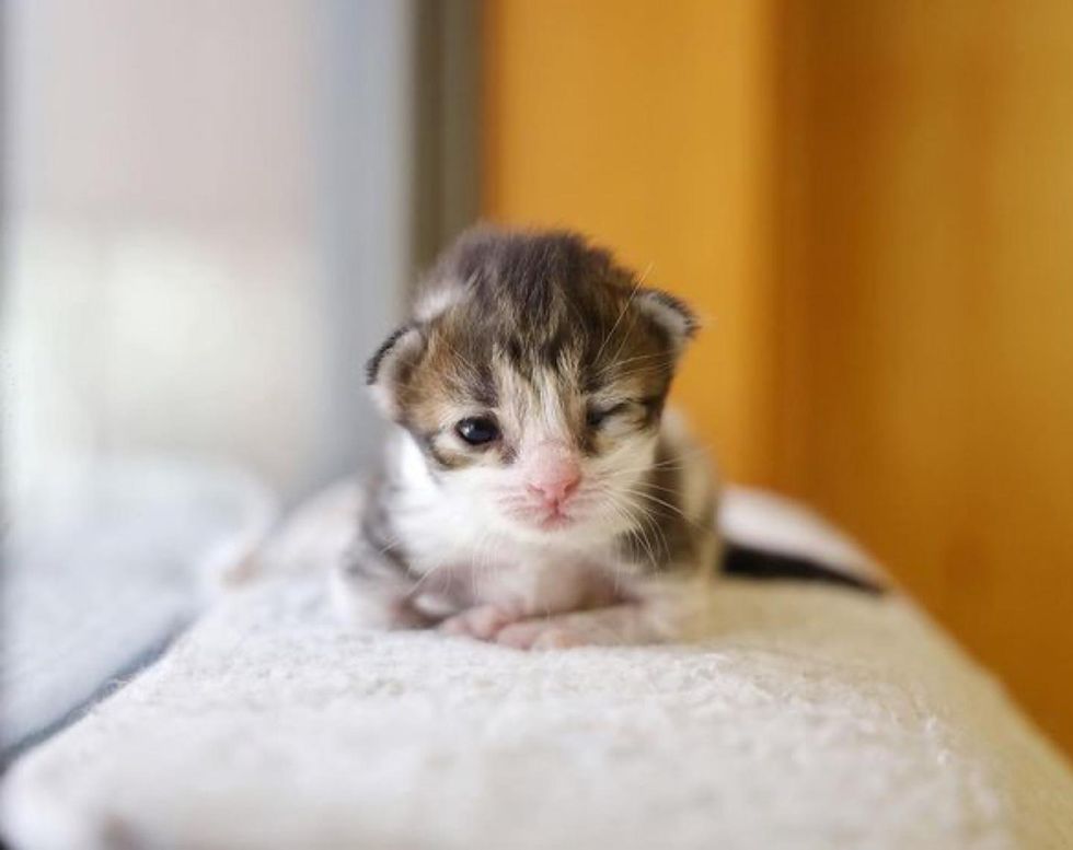 tiny kitten, wink