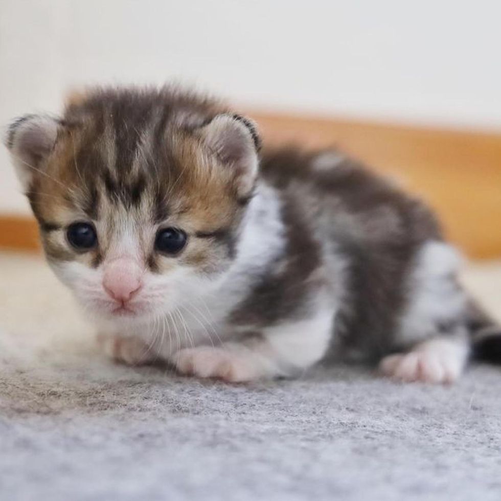 kitten, walking, paws