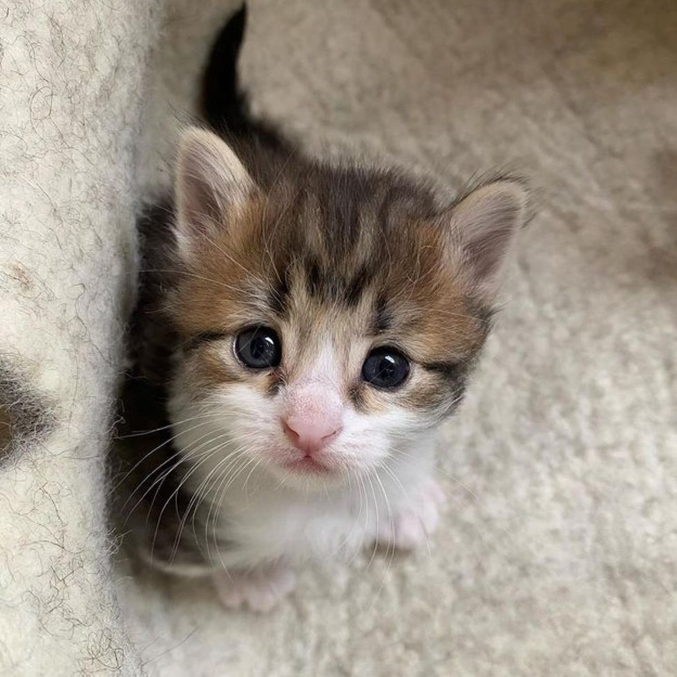 Kitten with Bent Paws Learns to Walk with Encouragement From Cat Mother ...