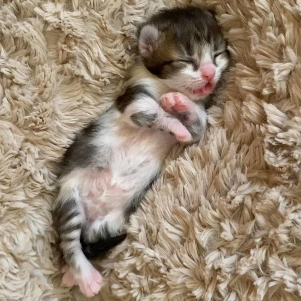 kitten, sleeping, twisted legs