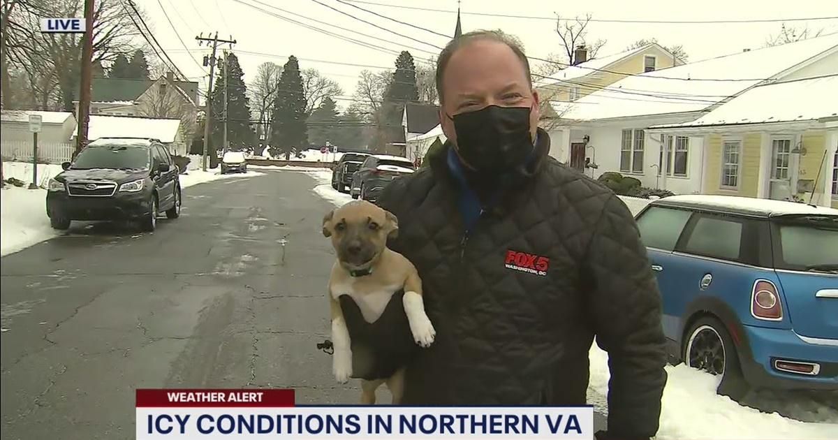 Pierogi the puppy crashed a live weather report and there's nothing more adorable