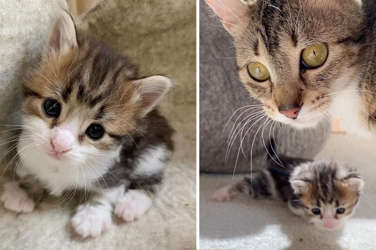Kitten with Bent Paws Learns to Walk with Encouragement From Cat Mother