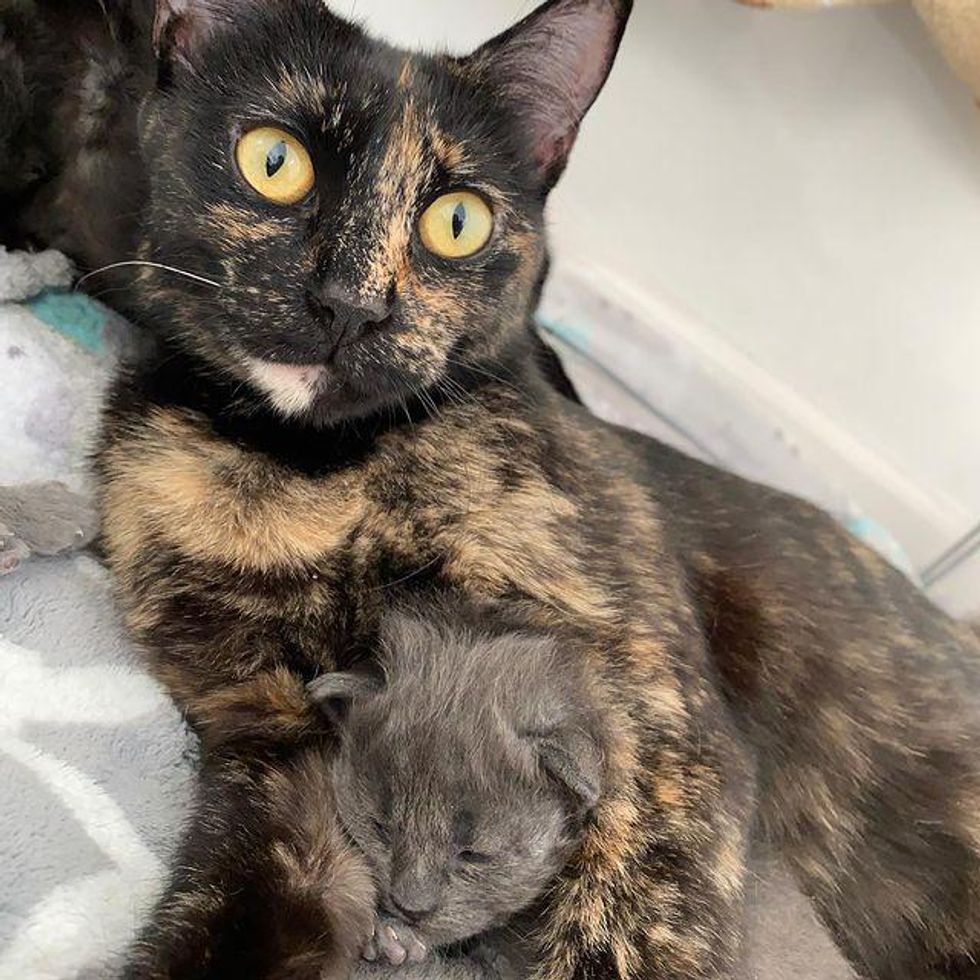 cat mom, tortie cat, kitten