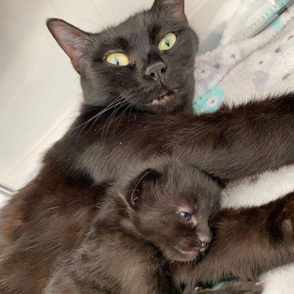 cat mother, mom, kitten