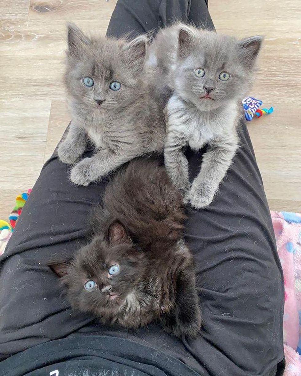 lap kittens, cute