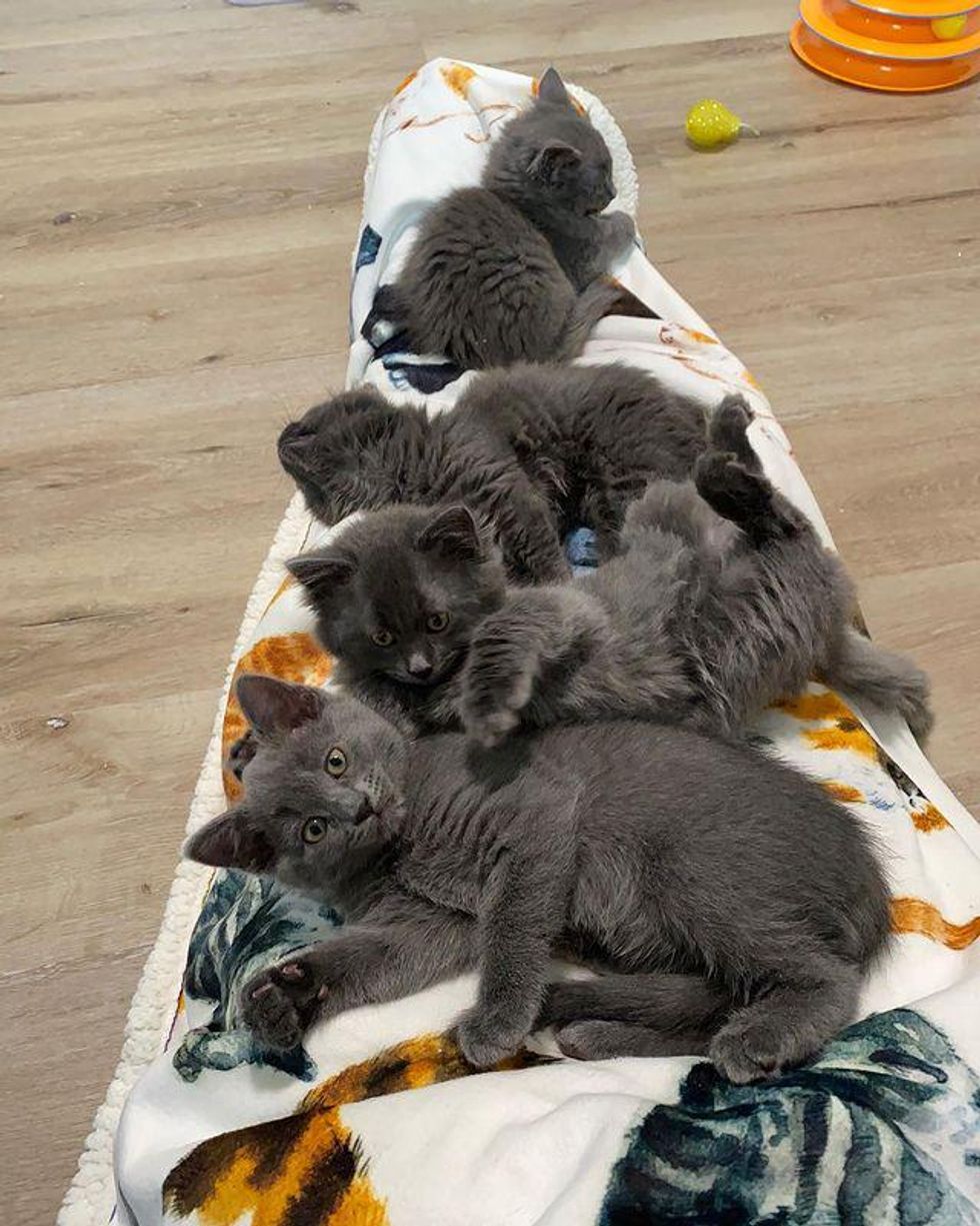 lap cat, kittens, snuggly kittens