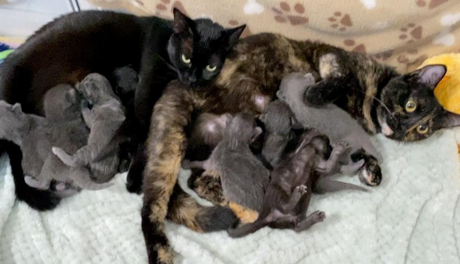 Cat Sisters Raise Each Other's Kittens and Share an Adorable Bond