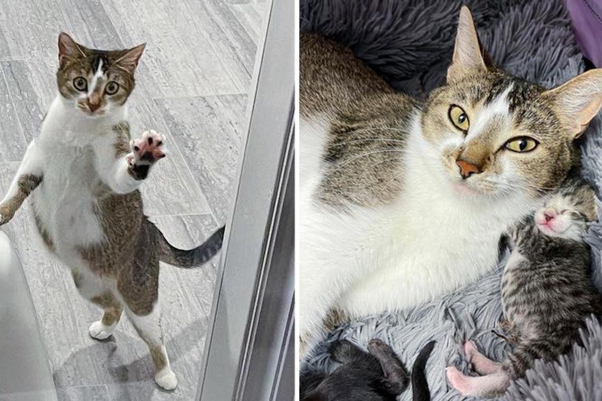 Cat Visits Neighbor Who Was Kind to Her, So Her Kittens Can Live Better Life