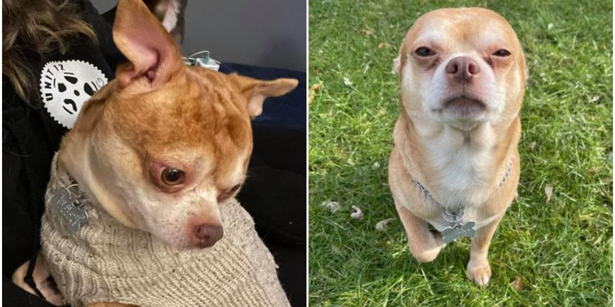 Chihuahua that went viral for being a 'Chucky doll' finds his forever ...