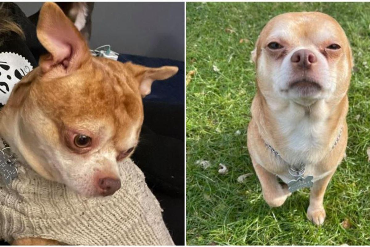 Chihuahua that went viral for being a 'Chucky doll' finds his forever home