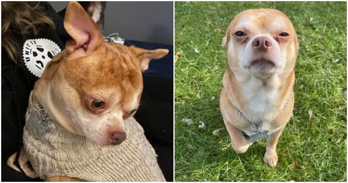 Chihuahua that went viral for being a 'Chucky doll' finds his forever home