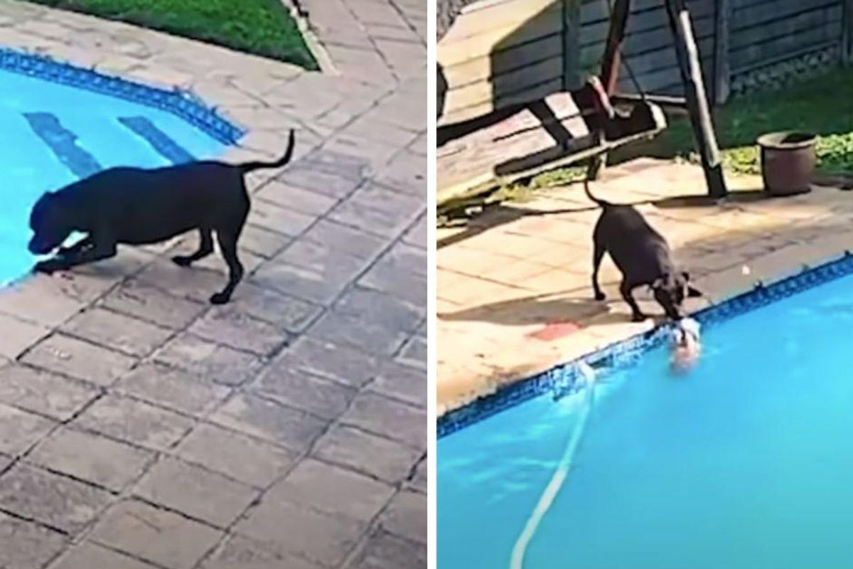 Heroic dog saves her best friend from drowning in the backyard swimming pool