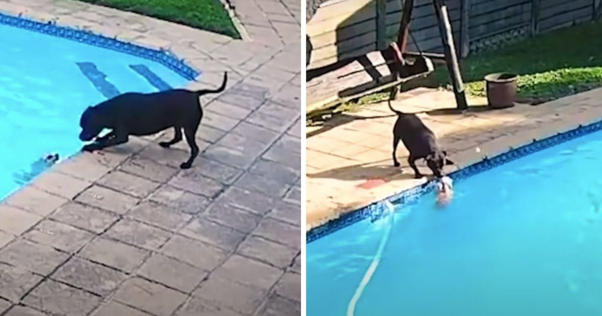 Heroic dog saves her best friend from drowning in the backyard swimming pool