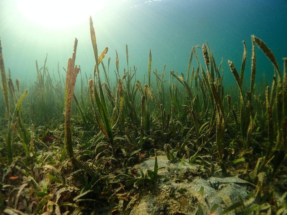 Seagrass oceans