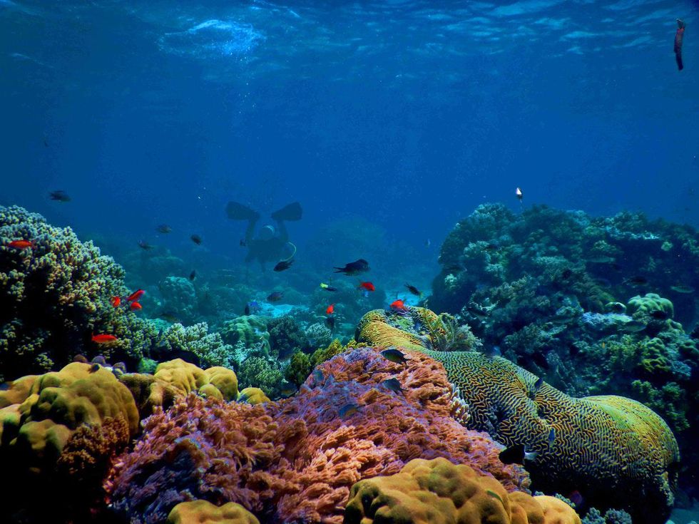 corals oceans
