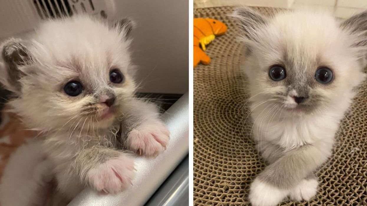 Kitten Captivated Hearts with Her Enchanting Personality and Grew to Be Gorgeous Fluffy Cat