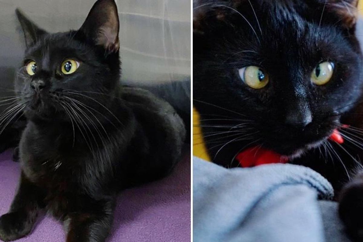 Kitten with Adorable Crossed Eyes Finds His Way from Wandering the Streets to Living Best Life