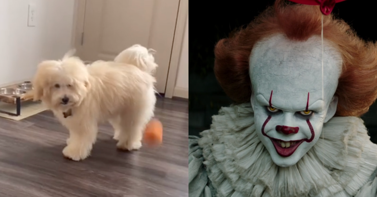 Owner Picks Up Dog From The Groomer Only To Find He Now Looks 'Like The Clown From 'IT''