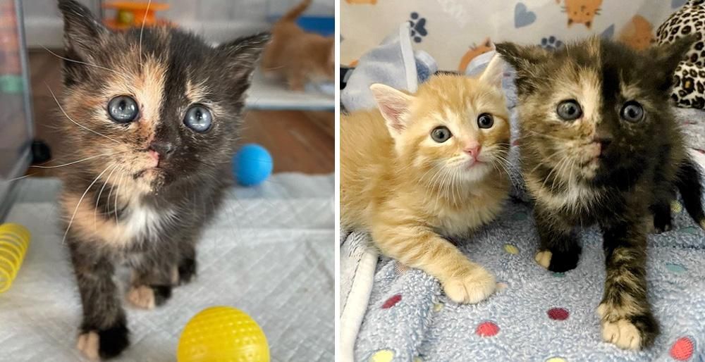 Kittens Found Courage With Help Of Family One Of Them Quickly Discovers Her Tortitude Love Meow