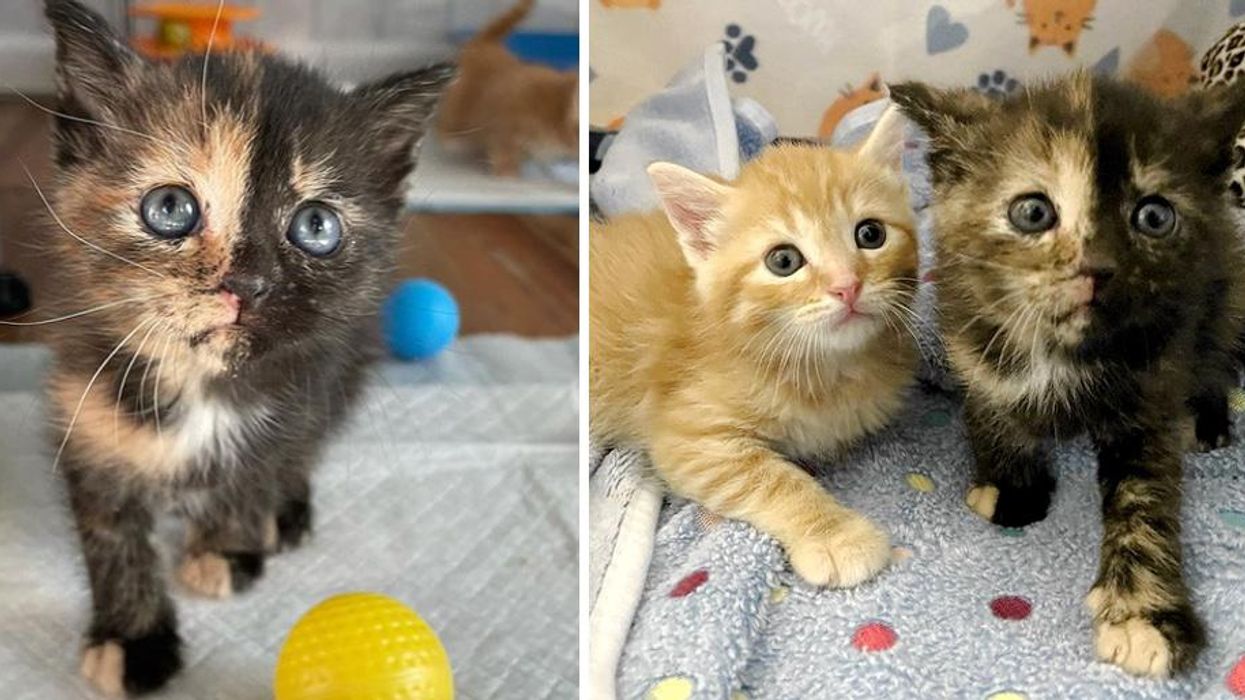Kittens Found Courage with Help of Family, One of Them Quickly Discovers Her Tortitude