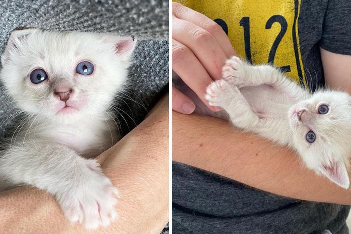Kittens Can Finally See For the First Time After Being Found Outside, and Transform into Affectionate Cats