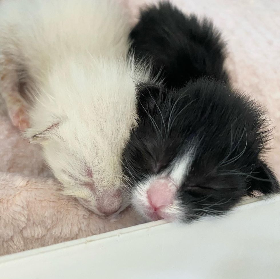 Kittens Can Finally See For the First Time After Being Found Outside ...