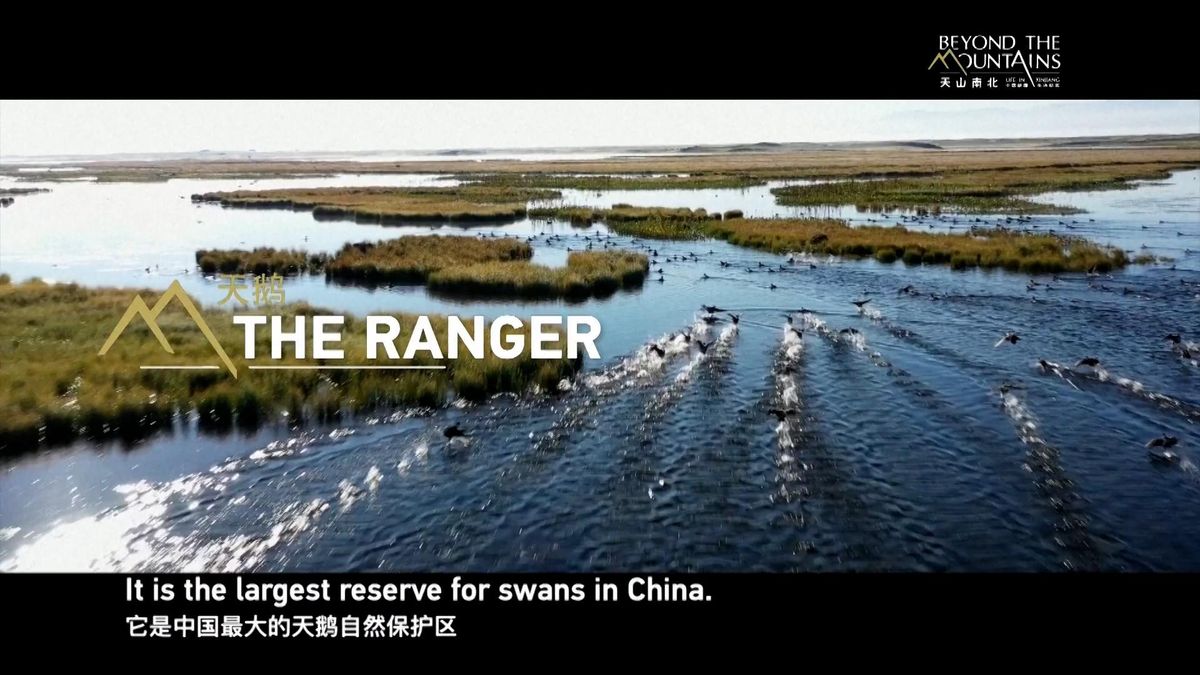 Il documentario di Cctv dallo Xinjiang - Il guardiano del cigno