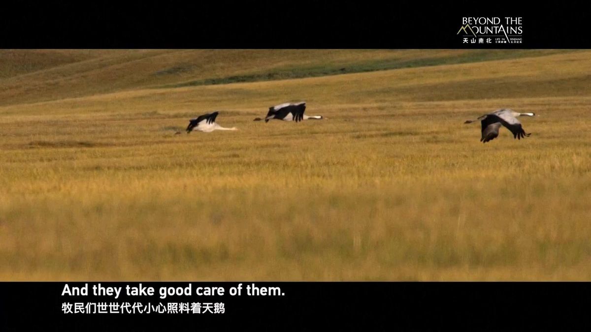 Il documentario di Cctv dallo Xinjiang - Il guardiano del cigno