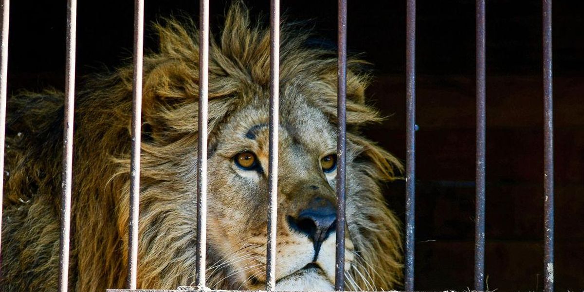 South Africa To Ban the Breeding and Hunting of Lions in Captivity