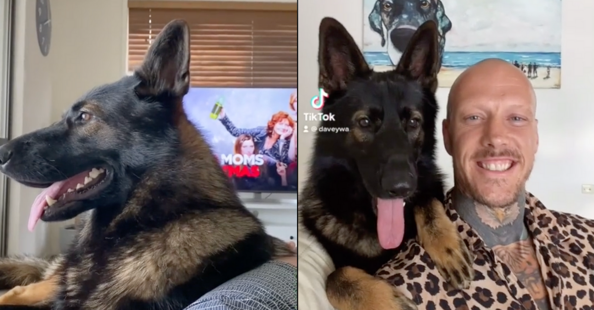 Former Police Dog Goes Viral For His Hilariously Quick Reaction To Hearing The Word 'Cocaine'