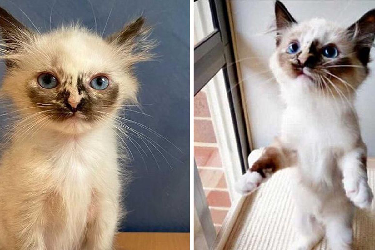 Pint-sized Kitten "Glowing Up" into Gorgeous Siamese After Being Brought Back to Life