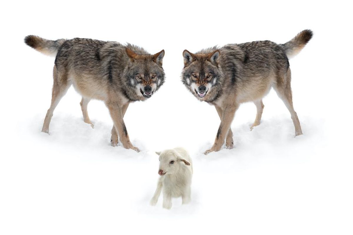 Siamo agnelli davanti al lupo. E il vero dramma è che non beliamo neanche più