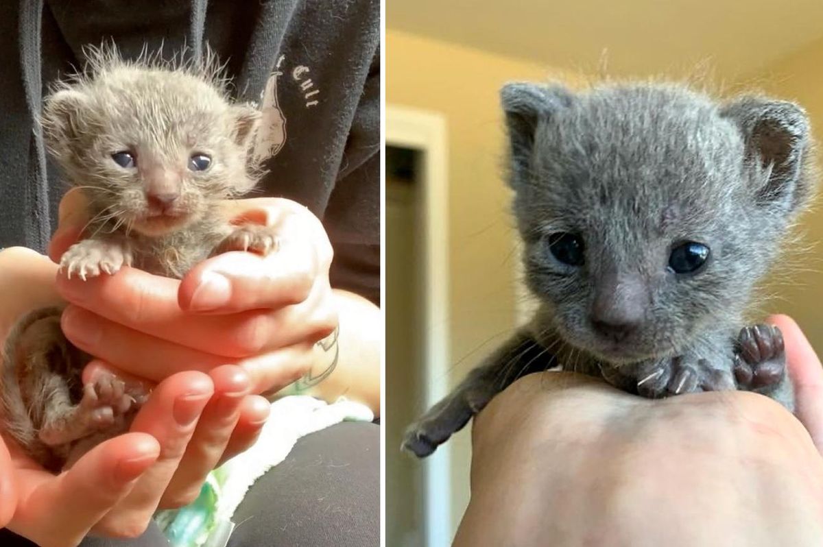 Kitten Captured Hearts with Her Fuzzy Hair and Tiny Squeaks After Being Rescued With Her Sister
