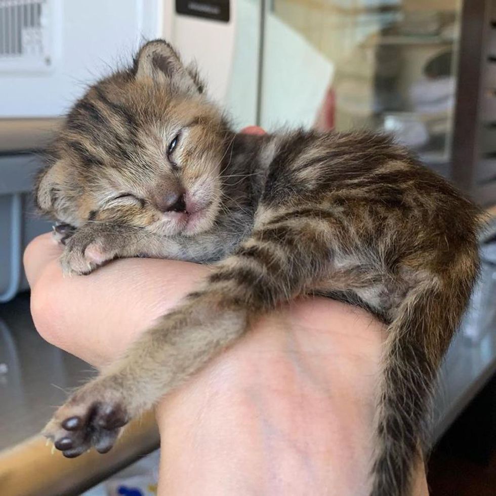 tabby kitten, sleeping kitten