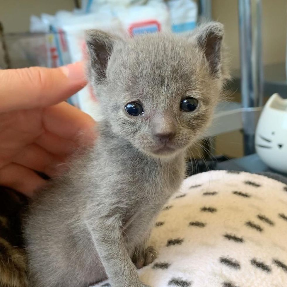 fuzzy kitten, adorable