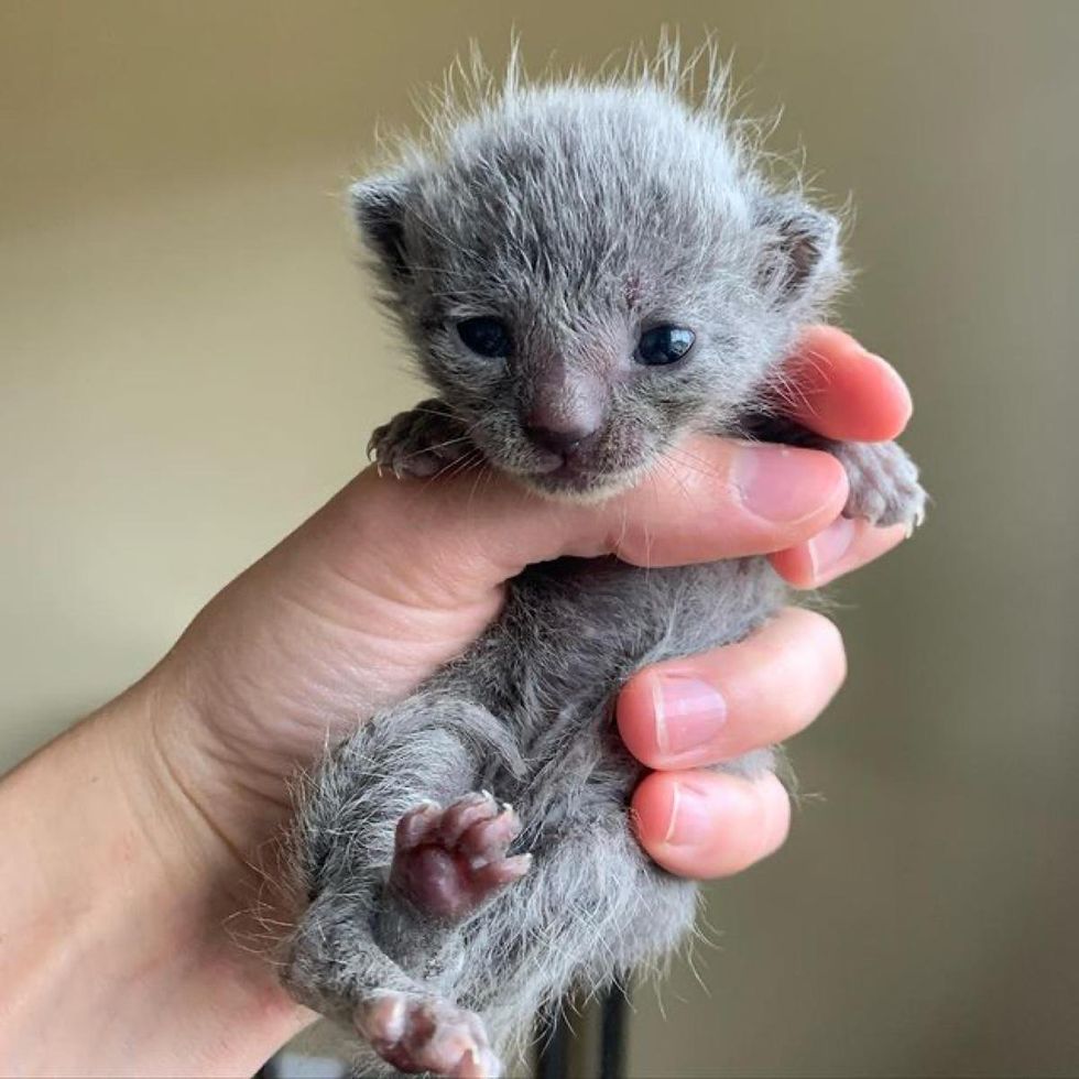 fluffy kitten, grey kitten